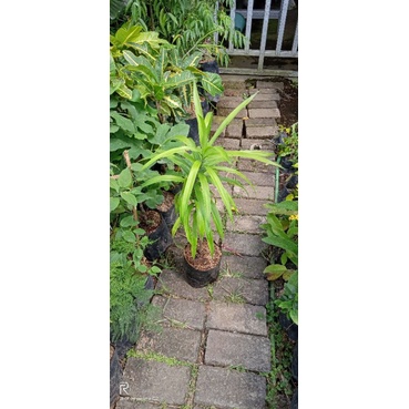 bibit tanaman perdu suji hijau jumbo-daun pandan