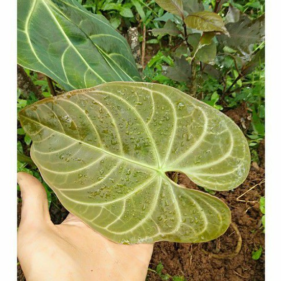 Anthurium /kuping gajah jumbo