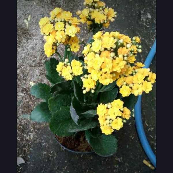 Bunga Caladiva / Calanchoe - Tanaman Hidup Dewasa