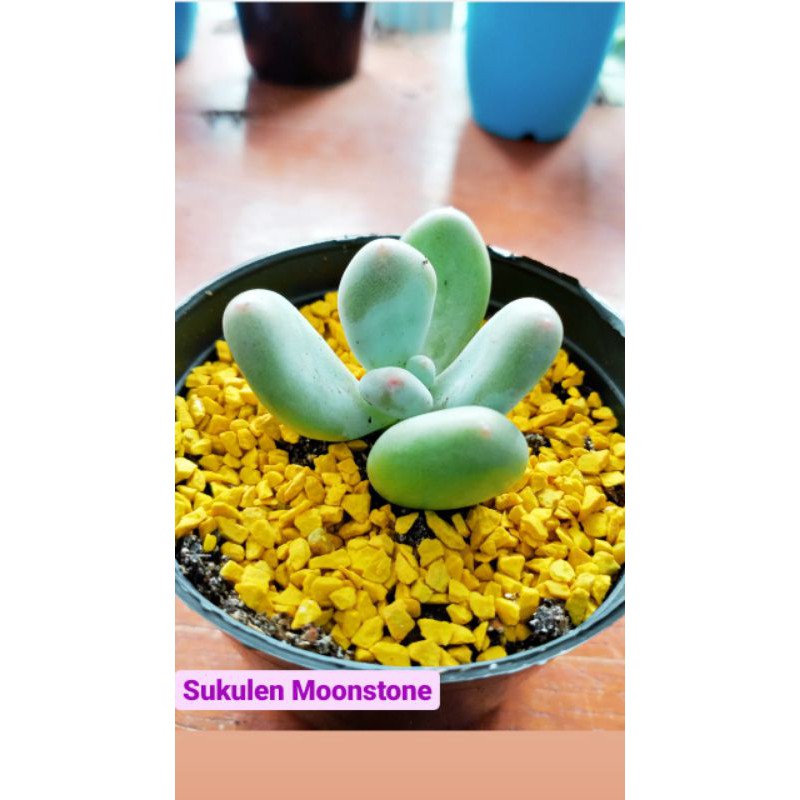 Sukulen Moonstone + Pot + Media tanam