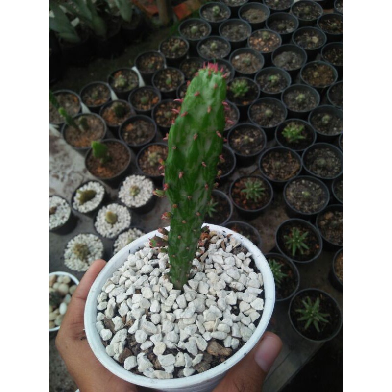 kaktus opuntia monachanta / opuntia variegata pink