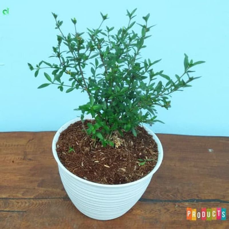 bibit bonsai seribu bintang