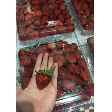

STRAWBERRY/STROBERRY FRESH CALIBRE 1KG