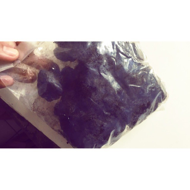 

10 G 50 GR 100 GRAM 熟地黄粒 SHU DI HUANG LI BIJI BULAT PREPARED REHMANNIA GLUTINOSA