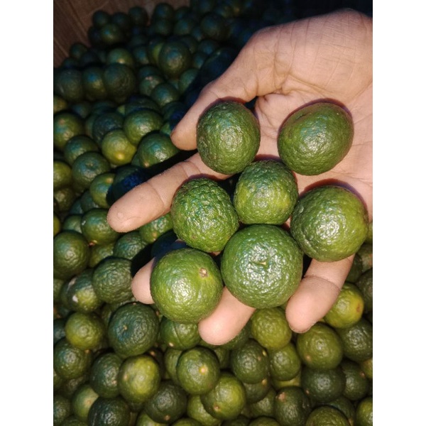 JERUK LIMAU FRESH  1KG PILIHAN