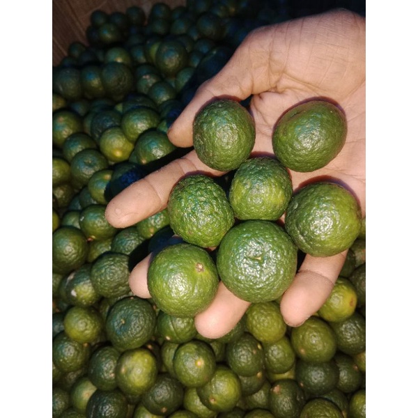 JERUK LIMAU FRESH  1KG