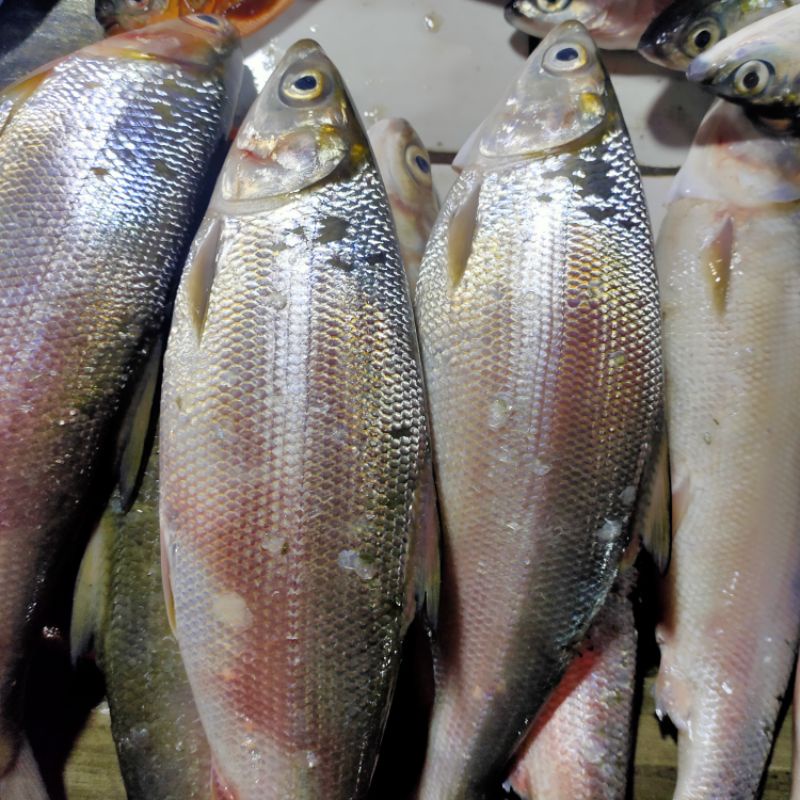 

ikan bandeng segar