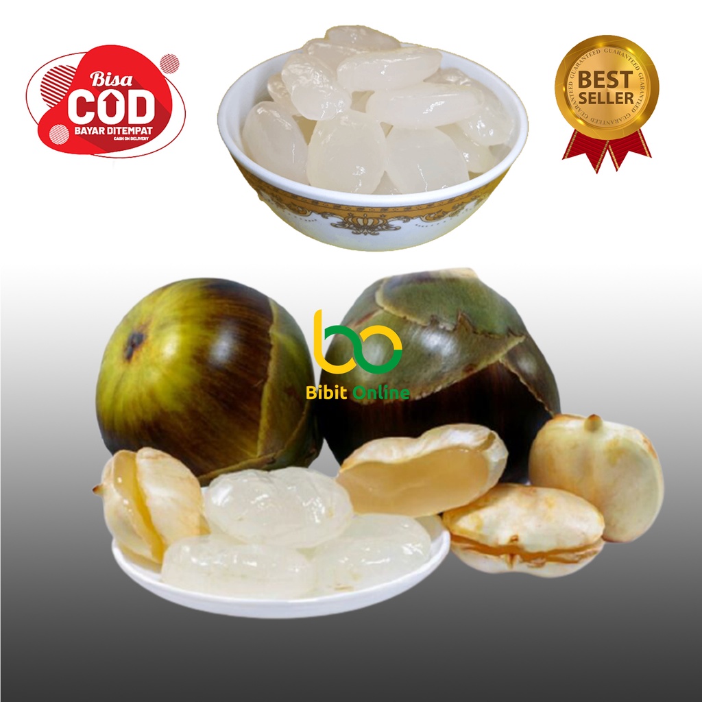

KOLANG KALING SEGAR 500 Gram ( CARULUK, BUAH AREN ) BIBIT ONLINE