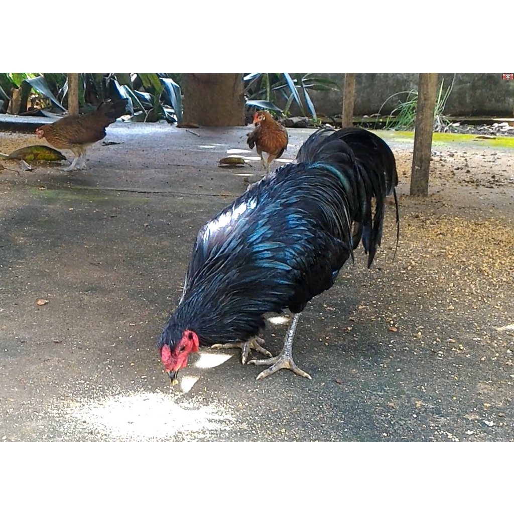 Telur Tetas Ayam Black Sumatera