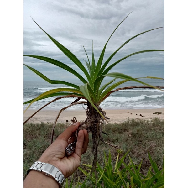 bibit pandan pantai/pandan duri/pandan samak