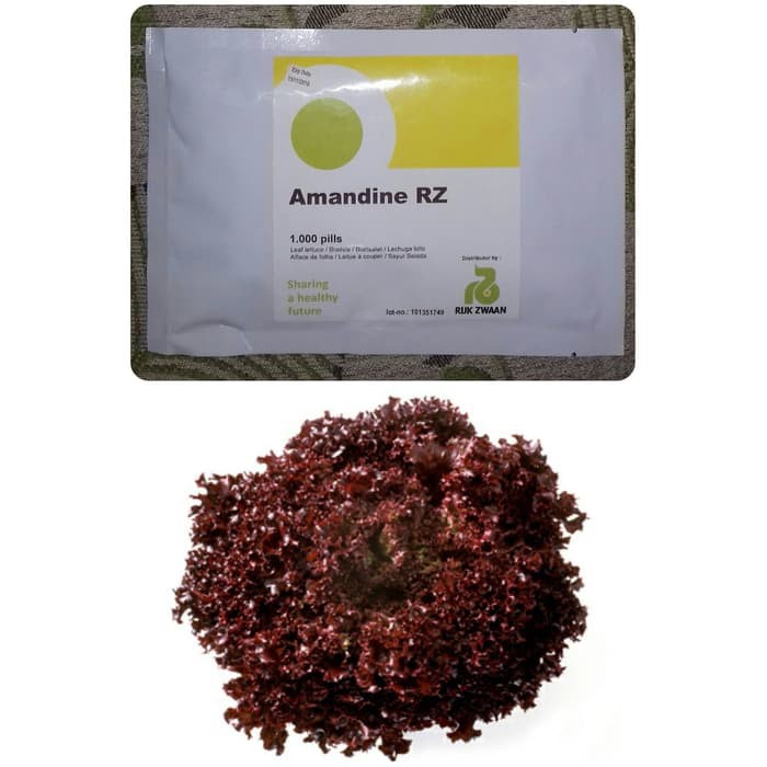 100 seed - Benih Lollorosso RZ Amandine Rijk Zwaan