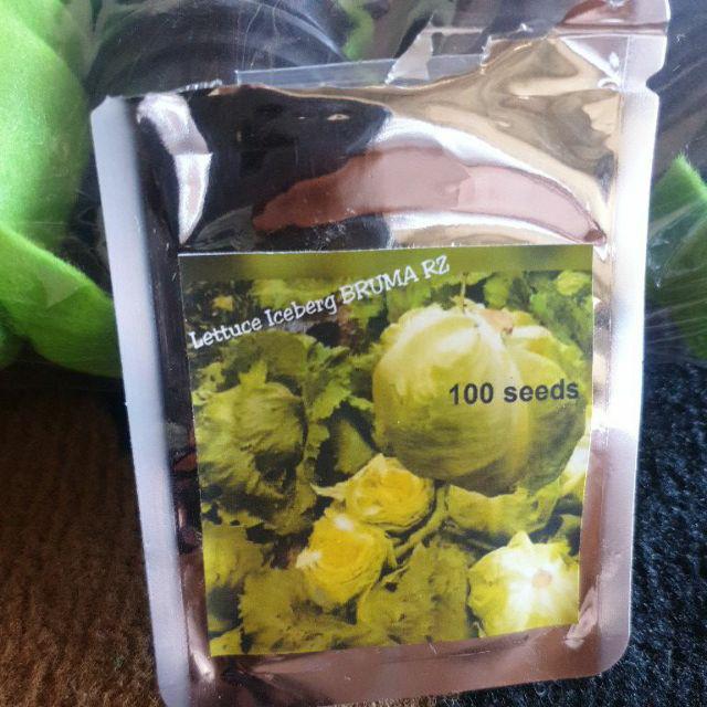 Benih Selada Lettuce  Iceberg Bruma  Repack 100 Seeds