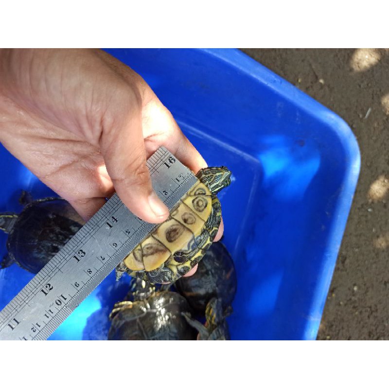 kura kura air Brasil brazil res remaja