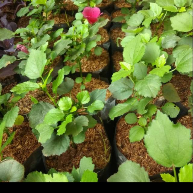 Tanaman rosella/ tanaman rosella hias