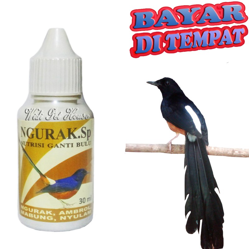 Vitamin Burung Mabung Moulting NGURAK SP Mempercepat Ganti Bulu