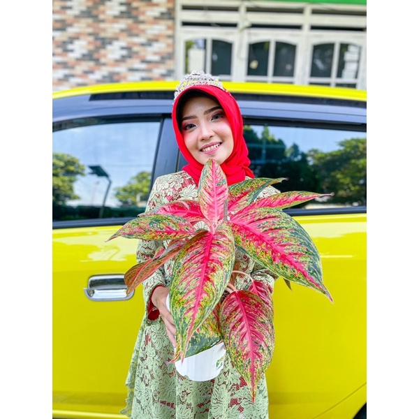 Paket khusus aglonema hot lady, Legacy merah