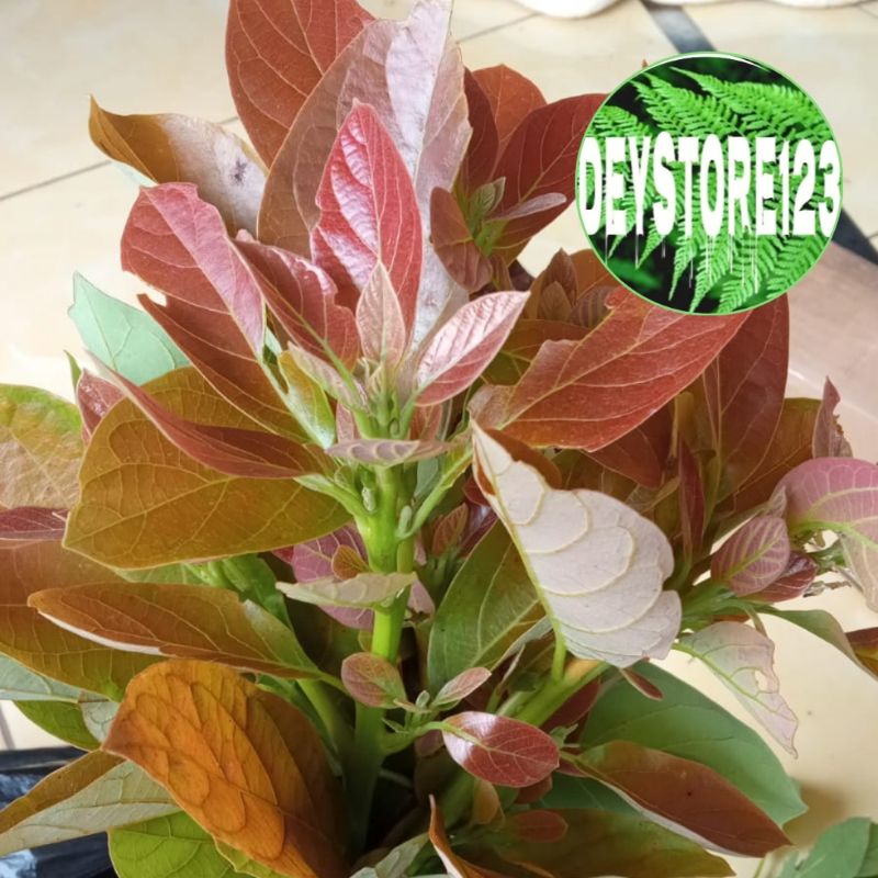 

Daun alpukat muda segar 300 Grm