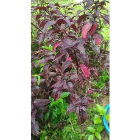 

daun iler/jawer kotok per 80 lembar