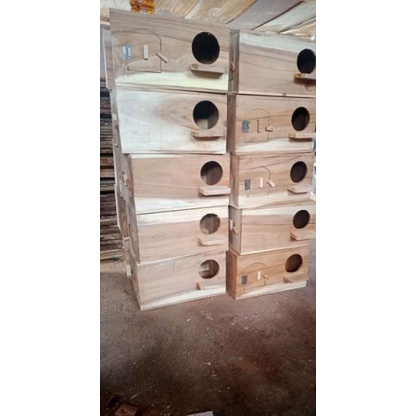 Glodok Burung Falk Jalak Kayu Jawa