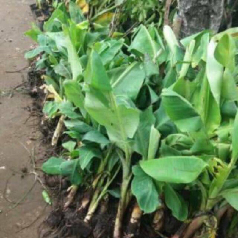 

Bibit Buah Pisang Cavendish Kuning Super