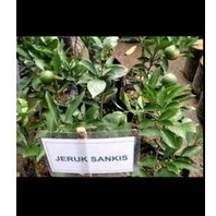 Bibit Buah Tanaman Jeruk Sankis Okulasi Kondisi Siap Berbuah