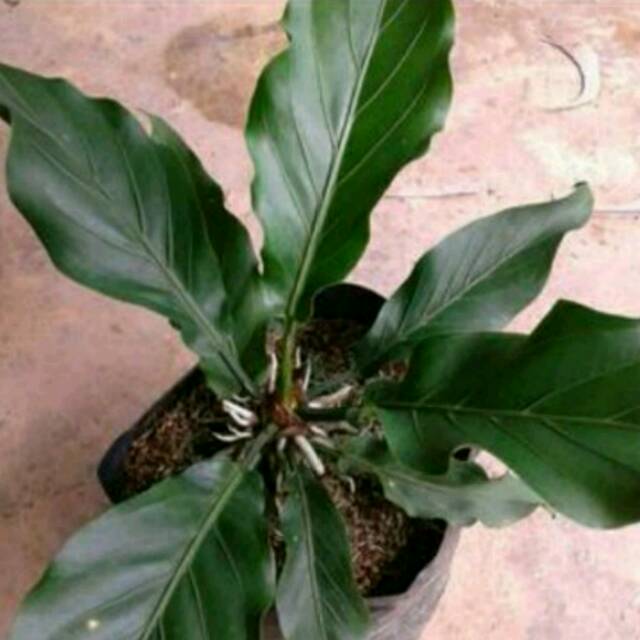 BIBIT BUNGA GELOMBANG CINTA ASLI