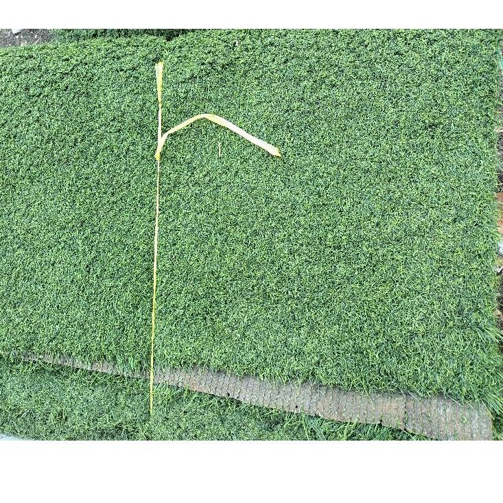 NEW  12.12 rumput sintetis bekas kualitas terbaik 70rb untuk ukuran 1meter persegi [KODE 259]