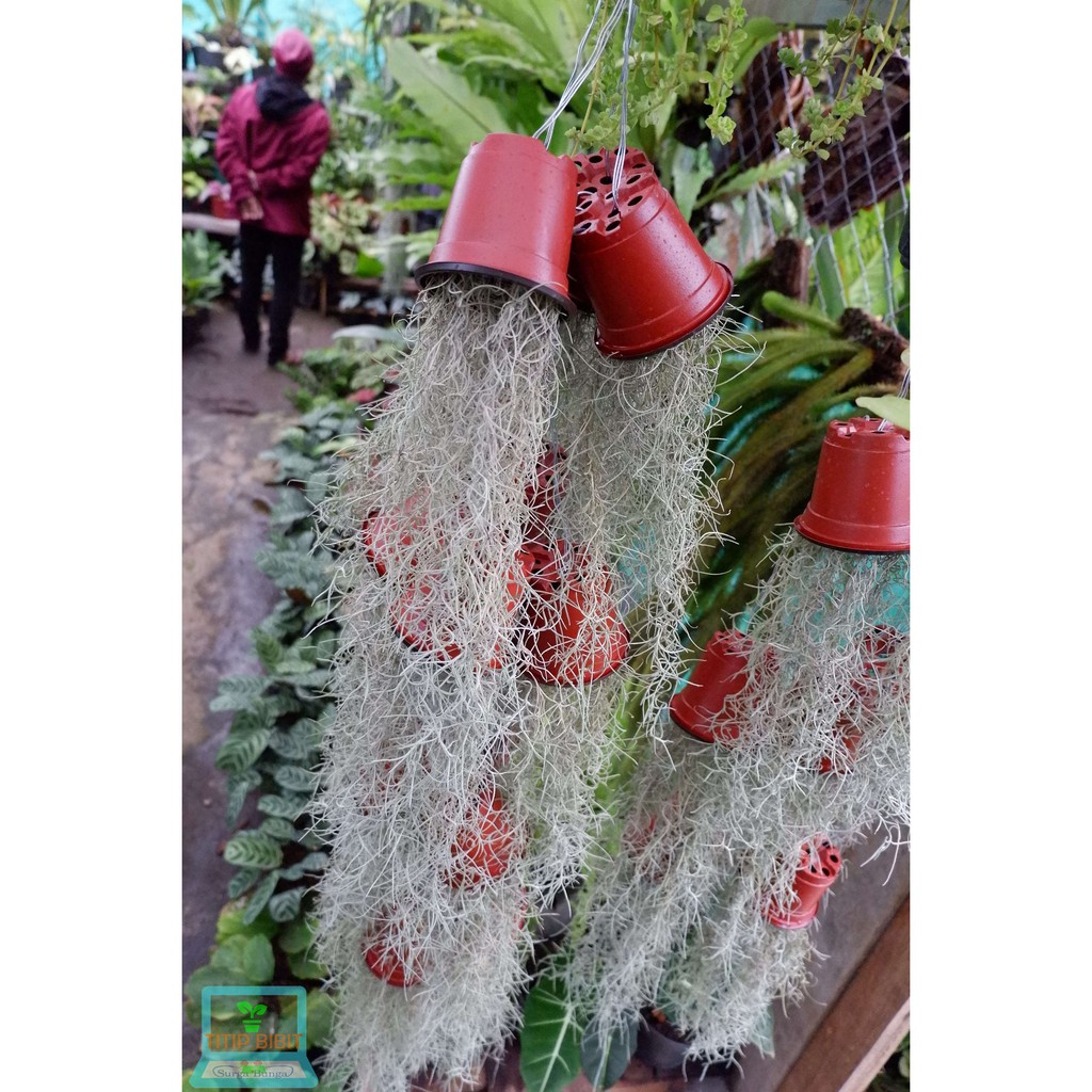 Tillandsia Jenggot Nabi Spanish Moss Tanaman Udara 25cm lebih