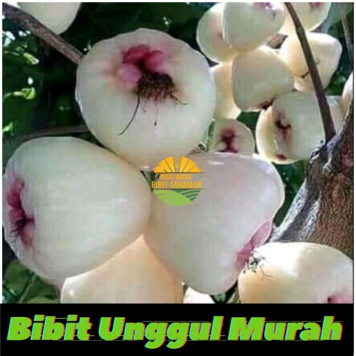 Bibit Jambu air madu susu