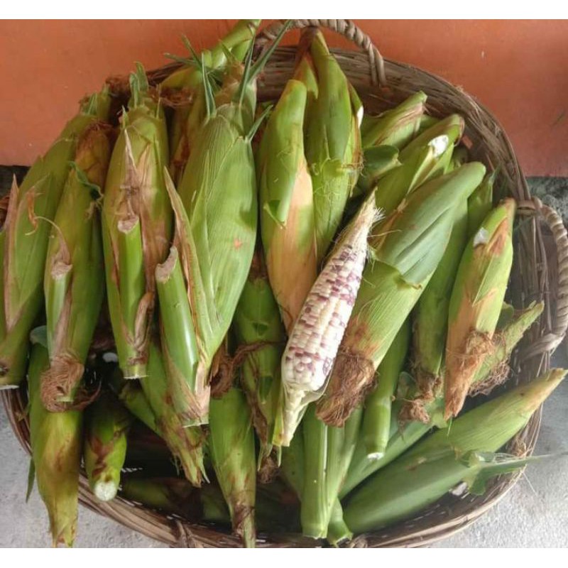 jagung ketan/pulut