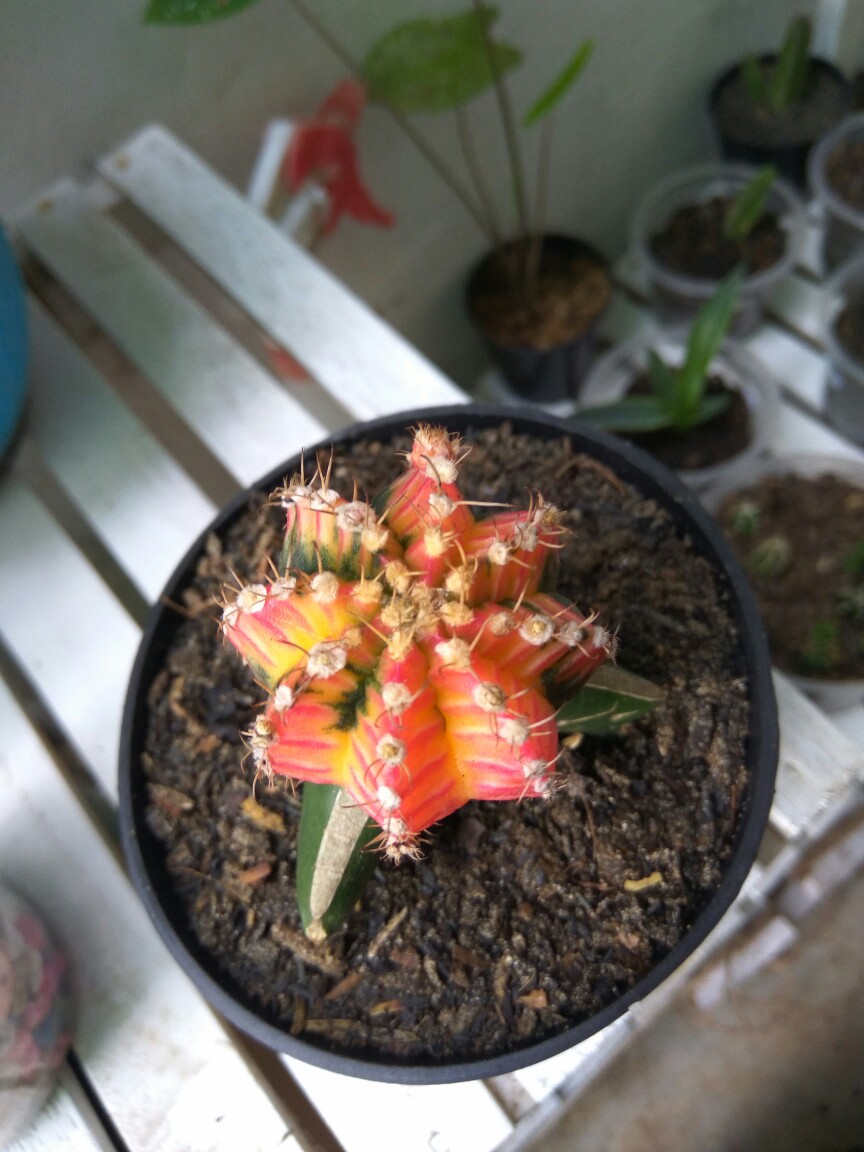 Kaktus Gimno Trikaler Per Pot