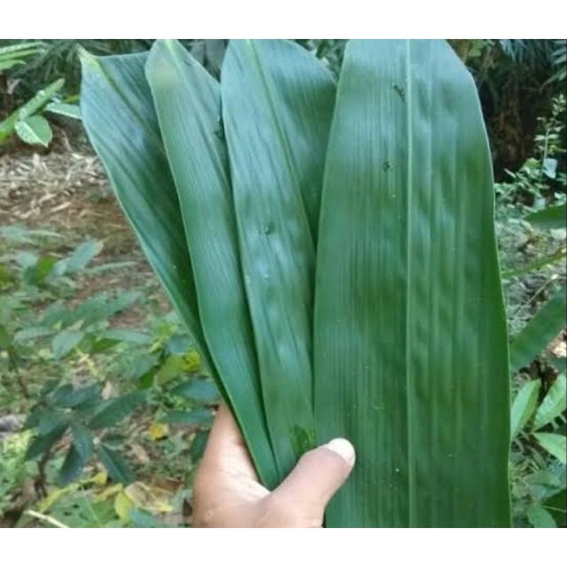 

daun bambu daun awi bungkus bacang/backang per 1kg