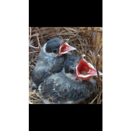 BURUNG KUTILANG ANAK LOLOHAN SEPASANG JANTAN BETINA READY