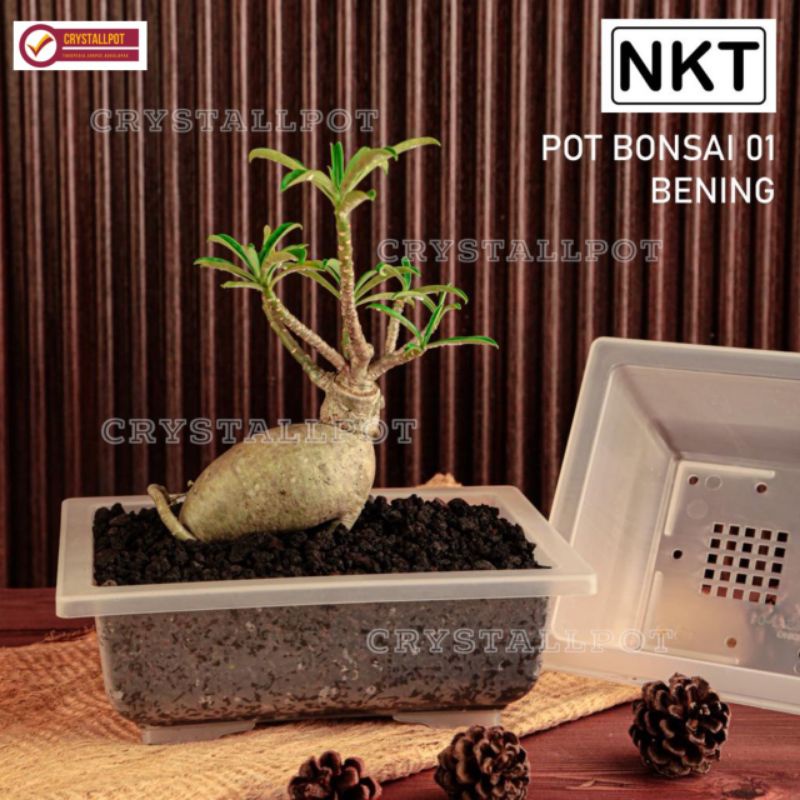 pot bunga tanaman ceper NKT BONSAI 01 BENING TRANSPARAN - NKT BONSAI 01