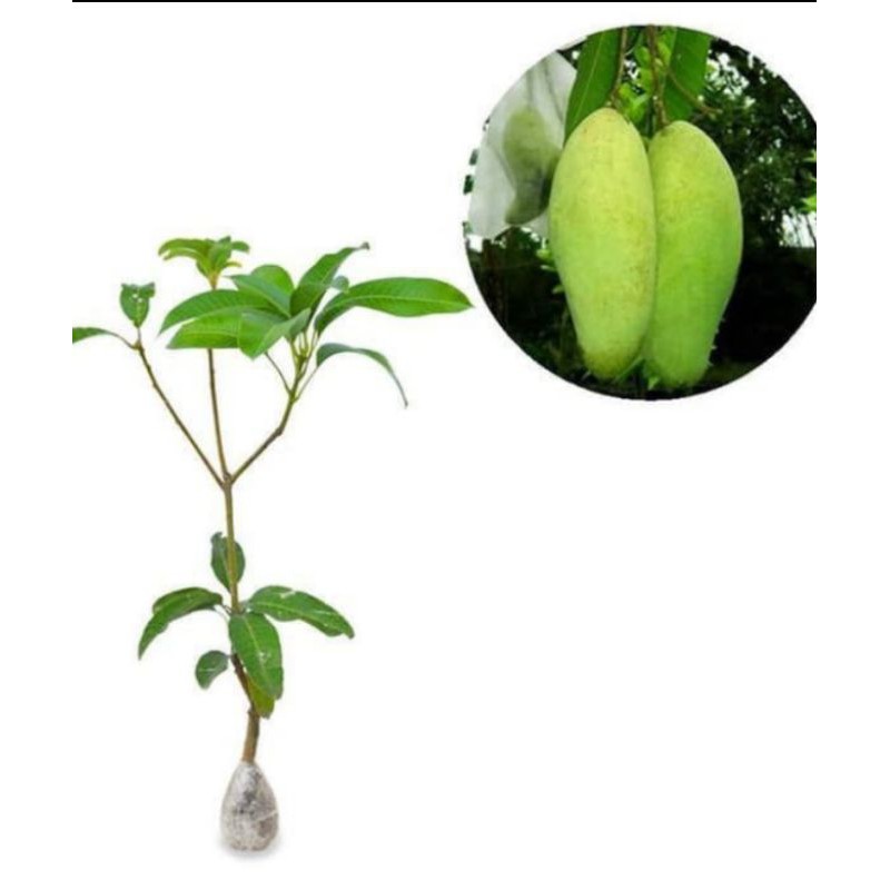 

bibit buah mangga golek india.stek/okulasi.