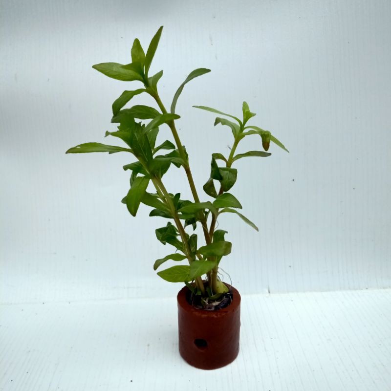 HIDROPILLA SUNSET TANAMAN AQUASCAPE