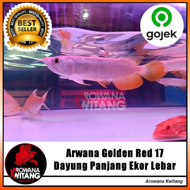 Ikan Arwana Golden Red 17Cm