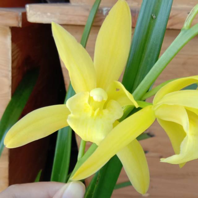 Jual Cymbidium Golden Boy Anggrek Tanah dikirim 3bulb Shopee Indonesia