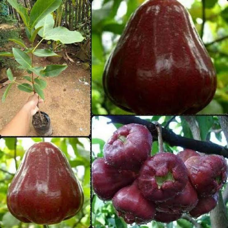 

pohon jambu air black kingkong ,mudah berbuah dalam pot