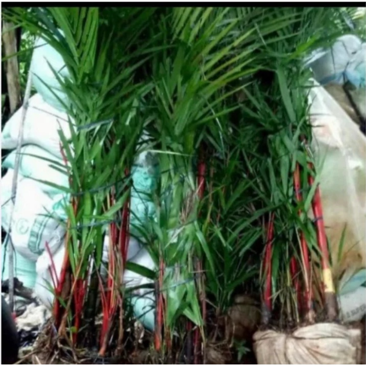 Tanaman hias  Palem Merah - bibit palem merah - pohon palem merah - palem merah tinggi diatas 2m