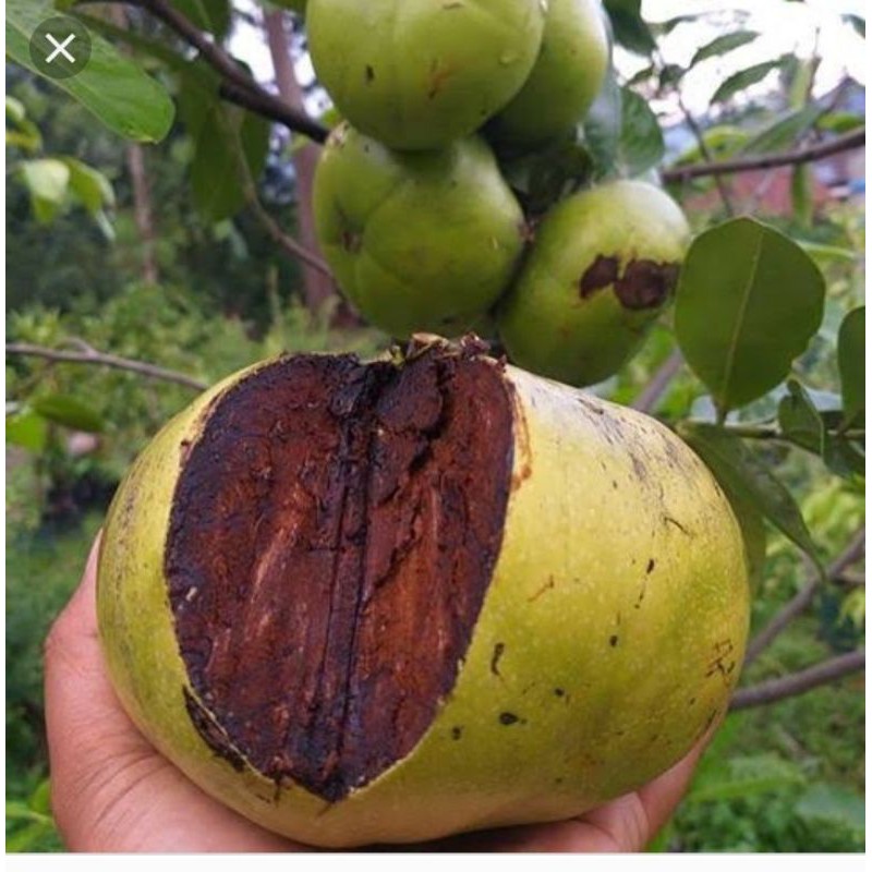 Black sapote jumbo tanpa biji