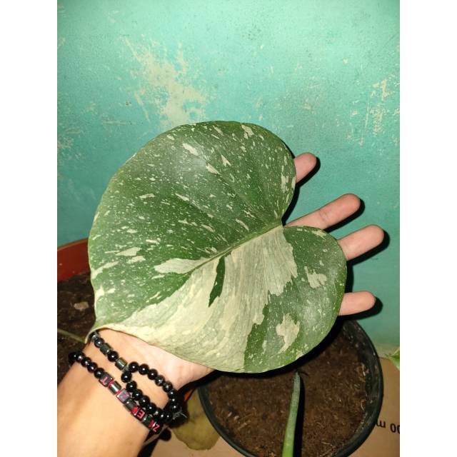 BIBIT TANAMAN HIAS MONSTERA VARIGATA  / MONSTERA THAILAND VARIGATA