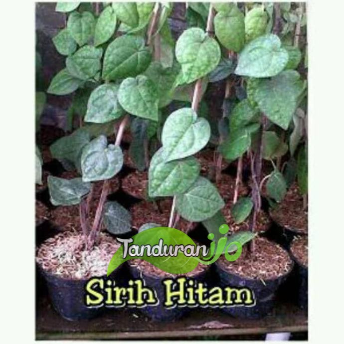 Asli Tanaman Sirih Hitam Terlaris