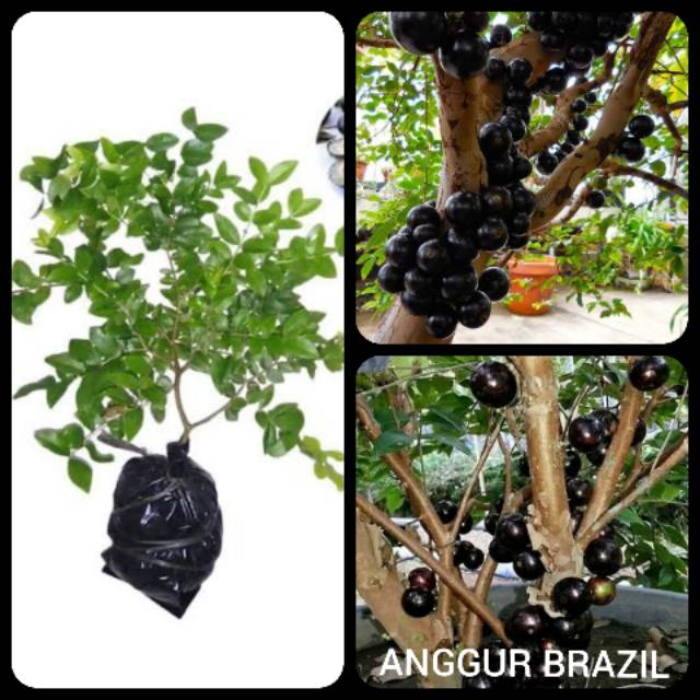 BIBIT BUAH ANGGUR BRAZIL CANGKOK