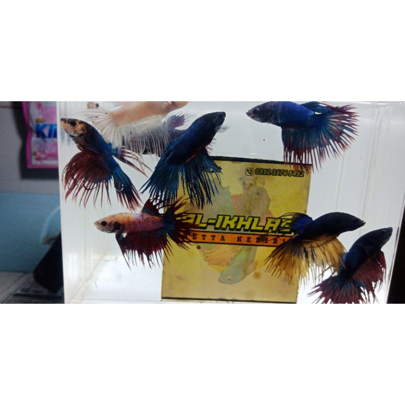 paket cupang crowntail