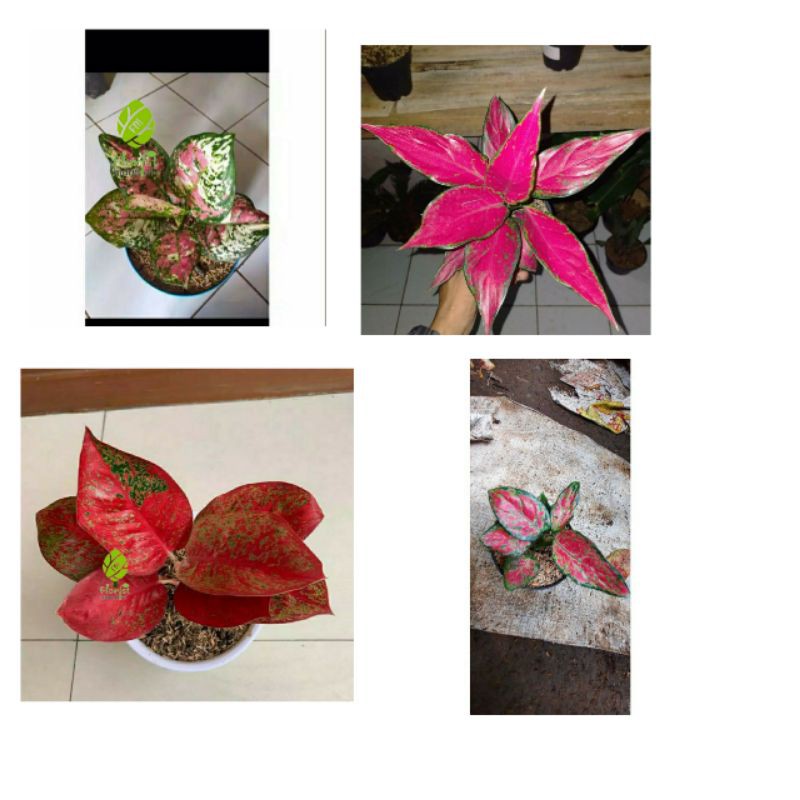 paket 4 aglonema murah meriah