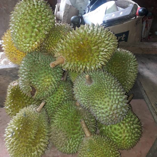 putrasfary