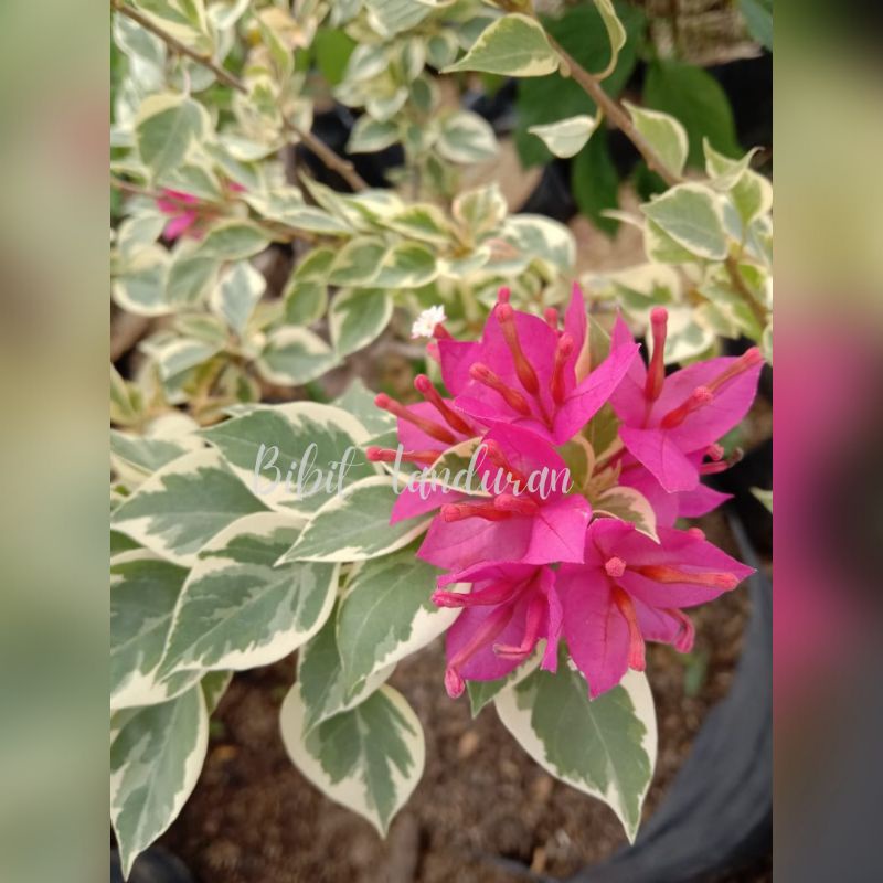 Tanaman Hias Bougenville Pink Fanta Variegata/ Bunga Bougenville Pink Fanta Varigata