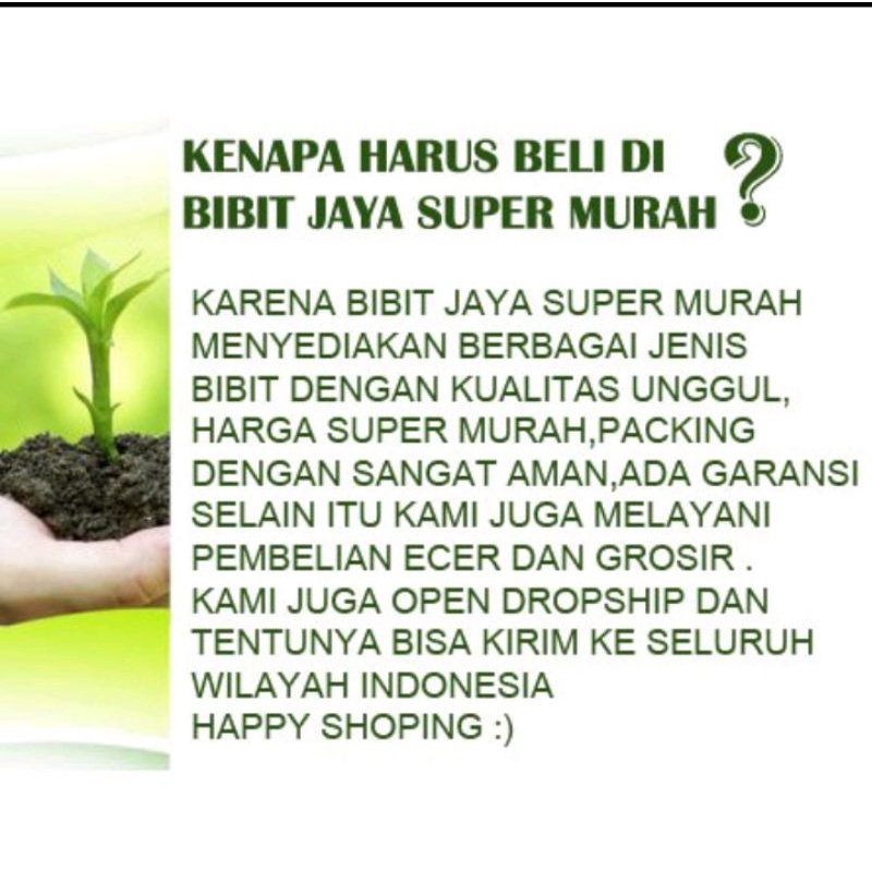 1 Paket Isi 5 Bibit Bunga Sakura Tabebuya 5 Warna SuperMurah-3