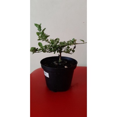 bonsai sancang varigata mame